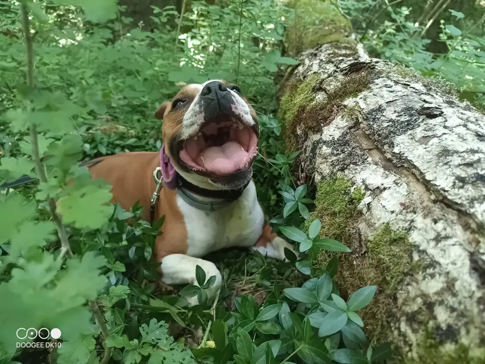 bull dog