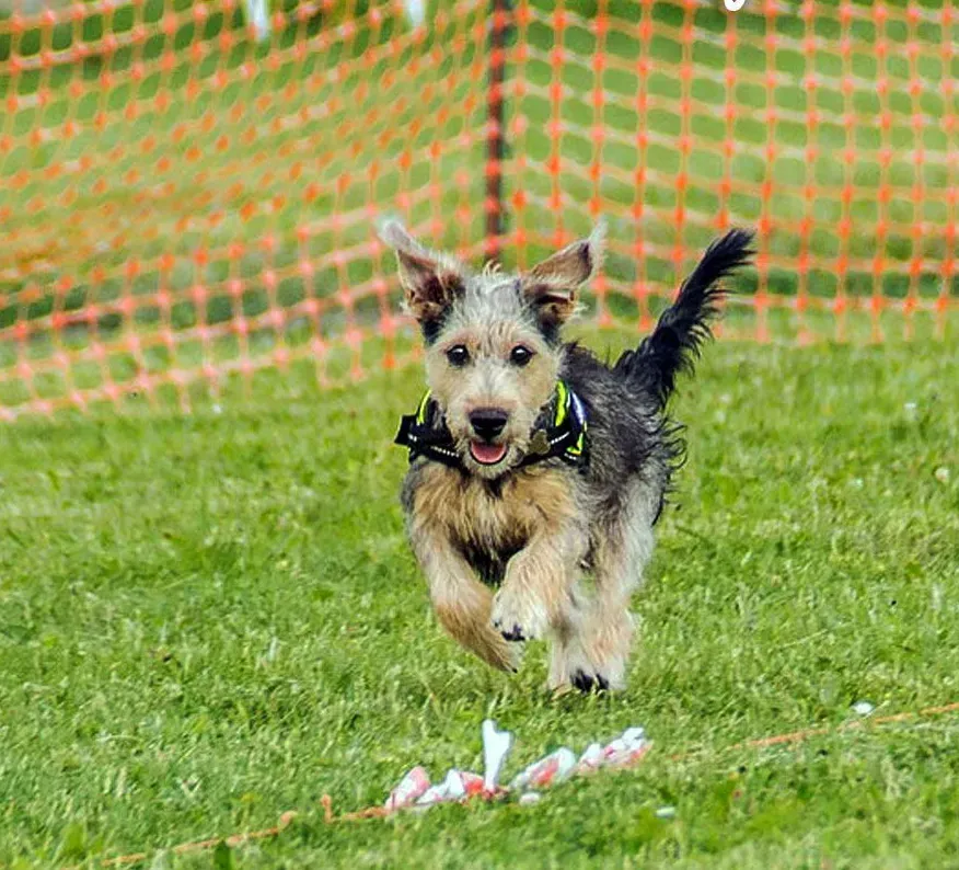 jeux pour chien (2)